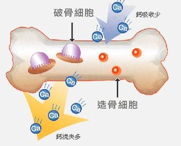 骨细胞对维持身体健康也发挥着重要作用